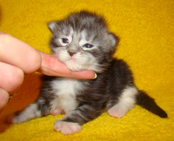     Catsvill County!   !    !       !!!    Catsvill County +7-926-544-74-09     .   ,   ,   ,    ,   ,  ,     ,   -,    ,   !